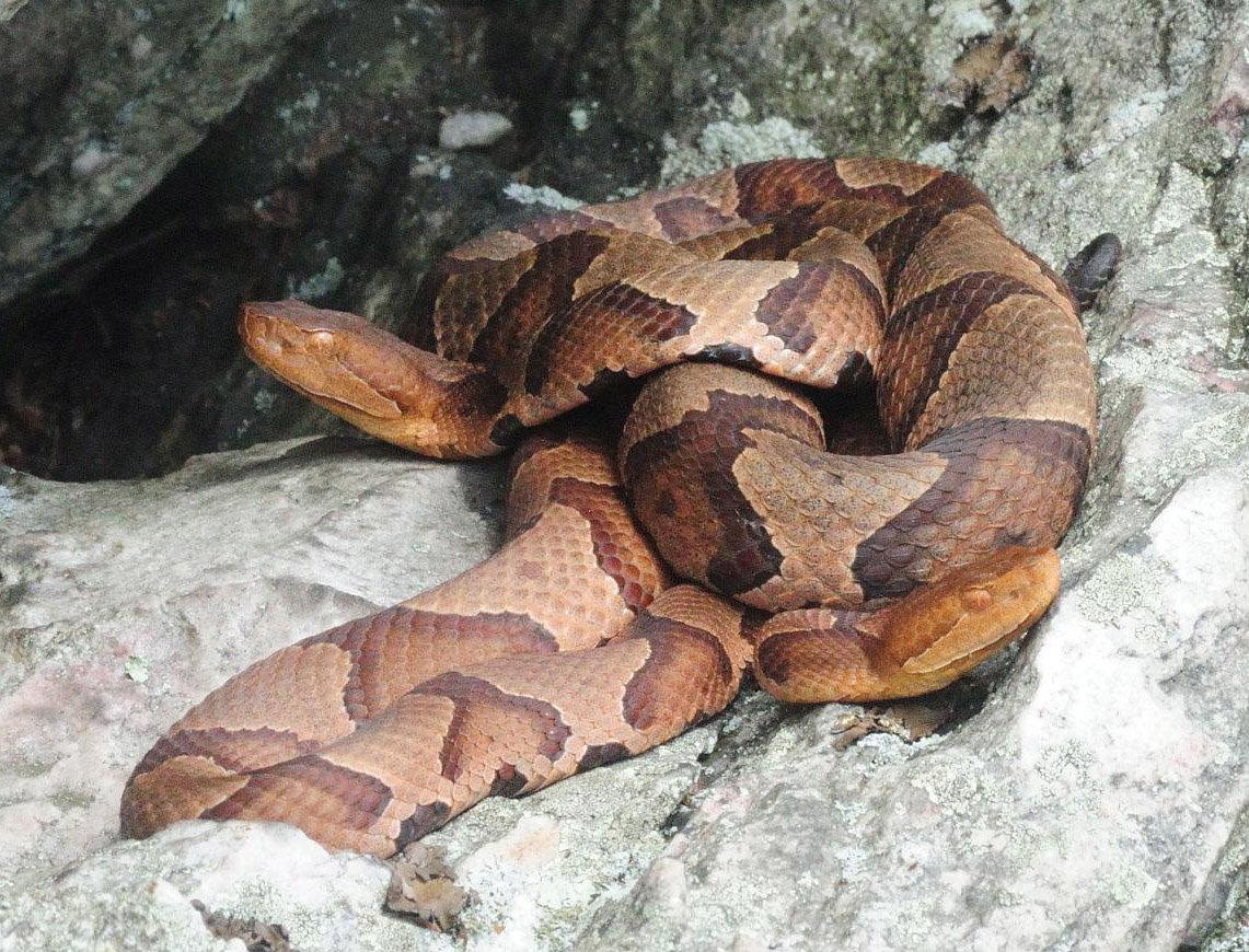 This pair of northern copperheads is basking on a rock ledge in central PA. This thick-bodied snake has patterns that are saddle-shaped and can resemble an hourglass at some viewing angles. The lighter bands vary from light brown to pinkish-brown. The head has a copper hue, which is its namesake. Also notice that these two individuals are holding their heads up at an angle. This is characteristic behavior for the copperhead. There was a single confirmed sighting of this venomous species in Pike County last year.....